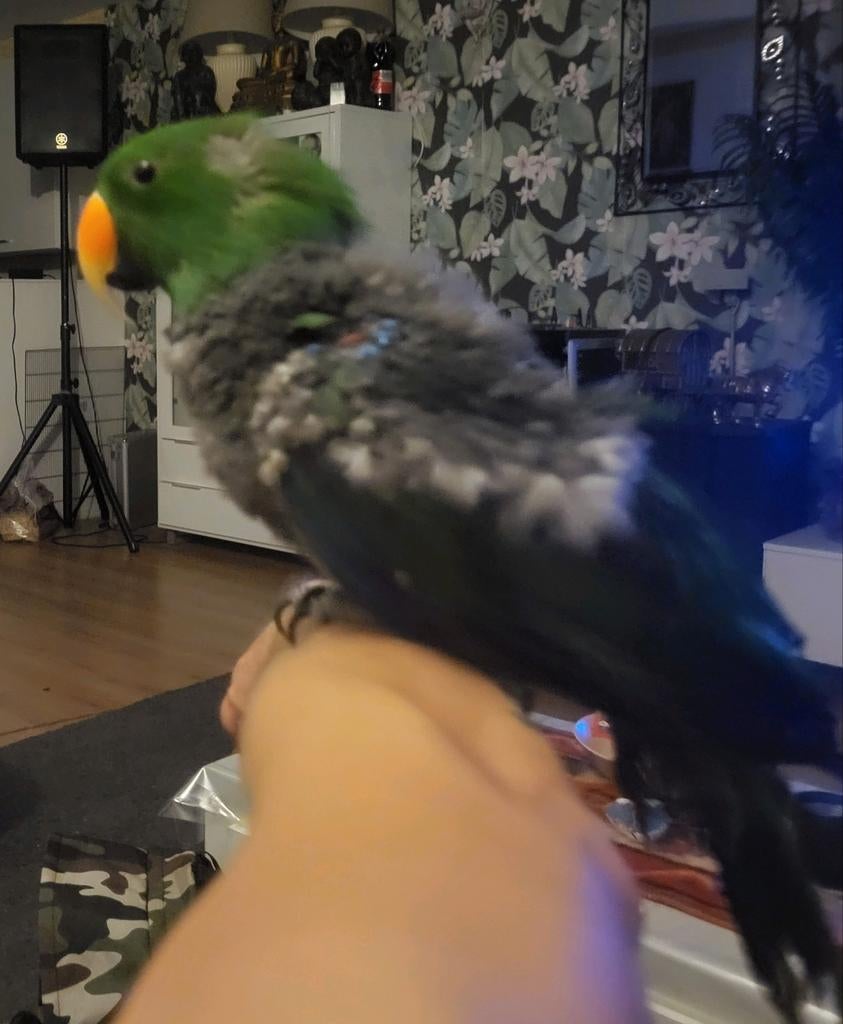 Edelman 10 jaar oud, Dieren en Toebehoren