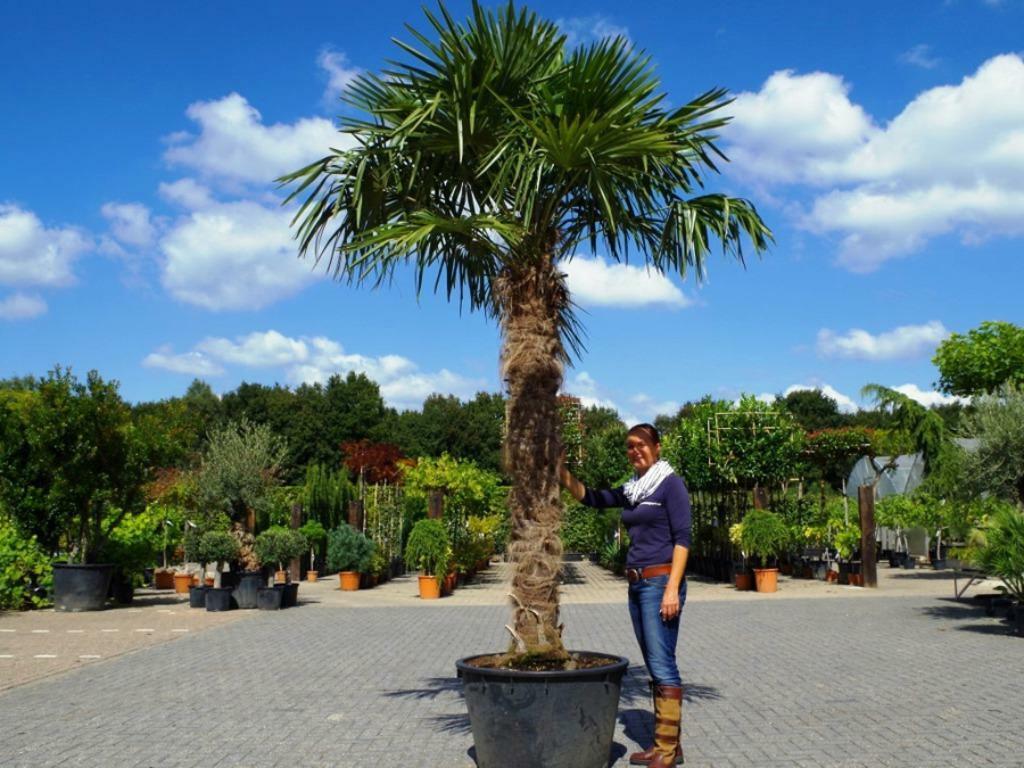 Olijfboom, Vijgenboom, Palmboom, Kurkeik, Steeneik te koop, Ophalen of Verzenden, Volle zon, Leiboom, 100 tot 250 cm