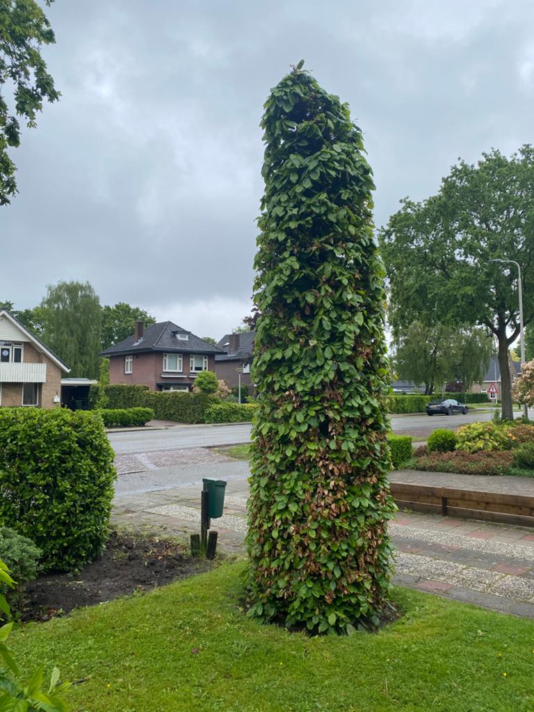 Fagus sylvatica 'Dawyck' zuilboom - 4,5 m (zelf uitgraven), Tuin en Terras, Planten | Bomen, Ophalen, Bloeit niet, Halfschaduw