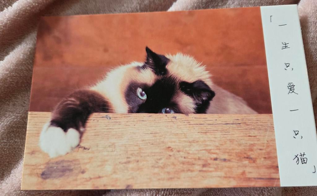 Perzisch katje - ANSICHTKAART, Verzenden, 1980 tot heden, Ongelopen, Hond of Kat