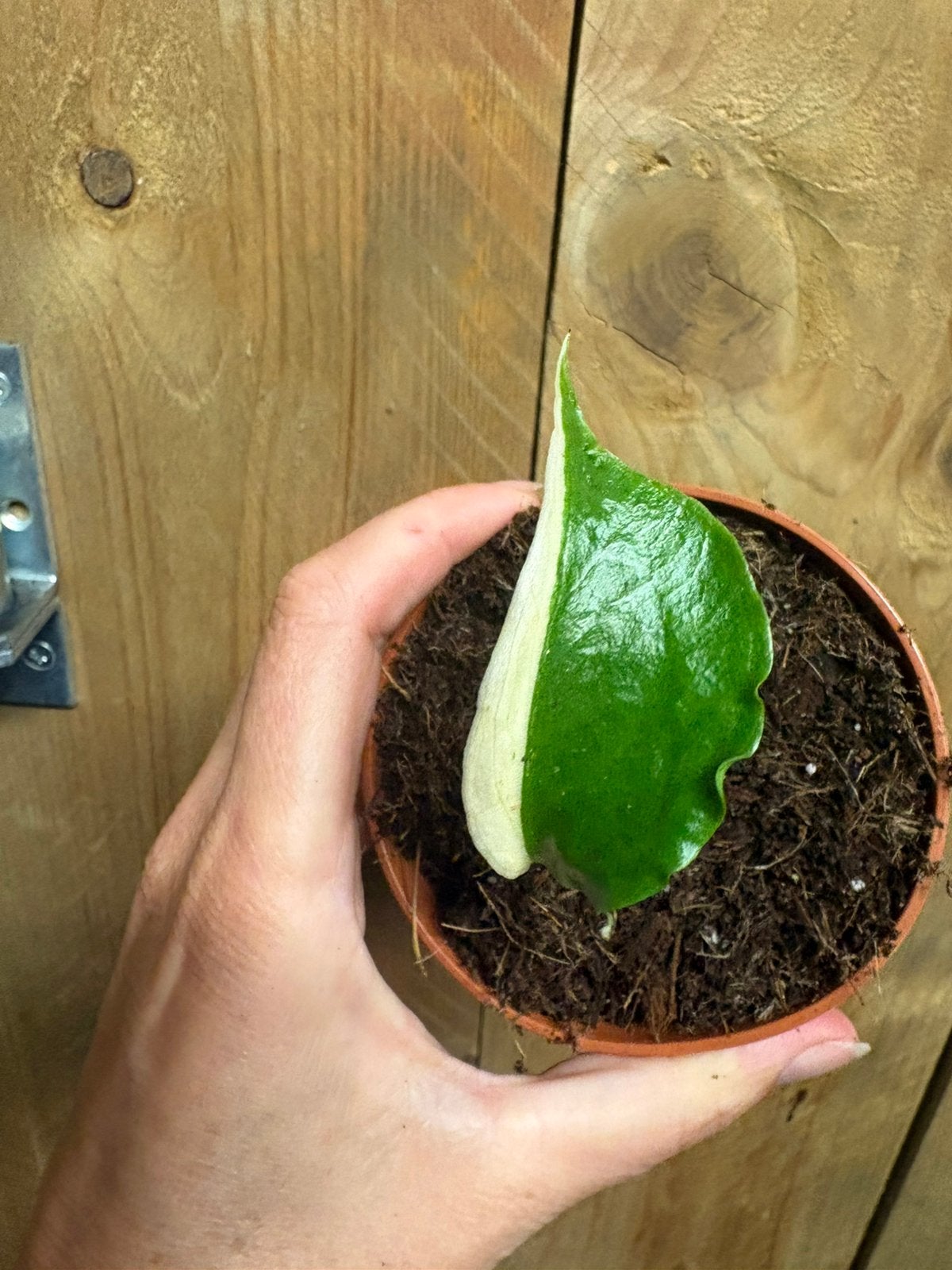 Monstera deliciosa variegata plant albo white wit halfmoon, Ophalen of Verzenden, Halfschaduw, Minder dan 100 cm