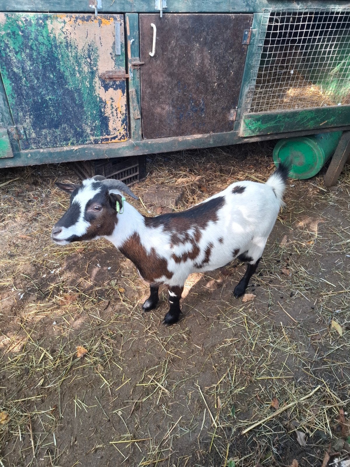 dwerggeit, Dieren en Toebehoren, Vrouwelijk, Geit, 0 tot 2 jaar