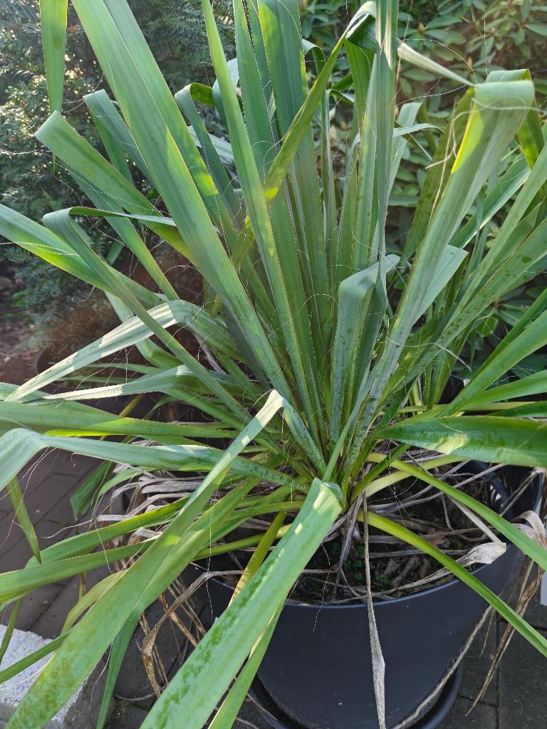 Yucca palmlelie ongeveer 50 cm hoog, Tuin en Terras, Vaste plant, Halfschaduw, Zomer, Ophalen