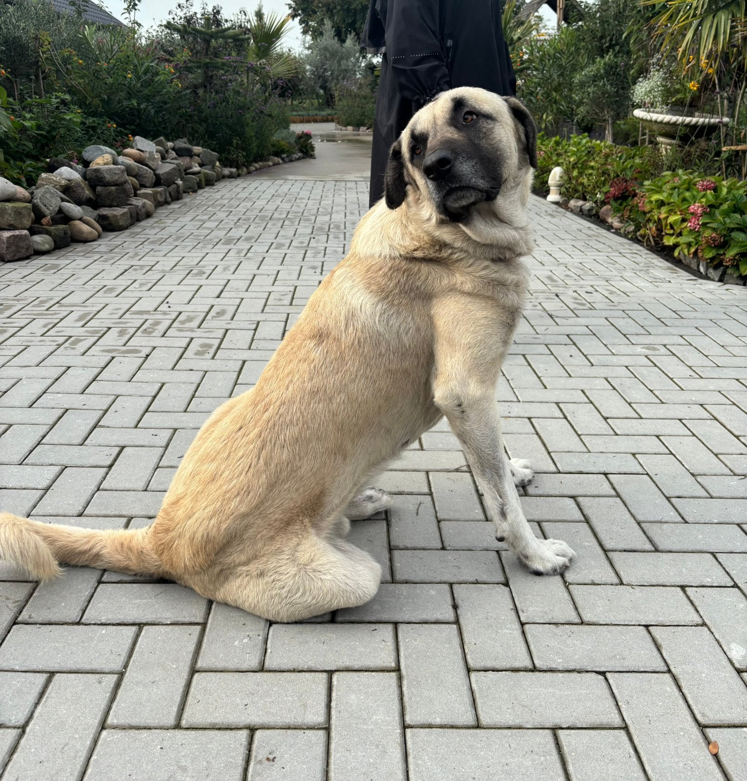 Kangal Reu – 3 jaar – ervaren terreinhond waakhond, Dieren en Toebehoren, Reu, Meerdere, CDV (hondenziekte), 3 tot 5 jaar