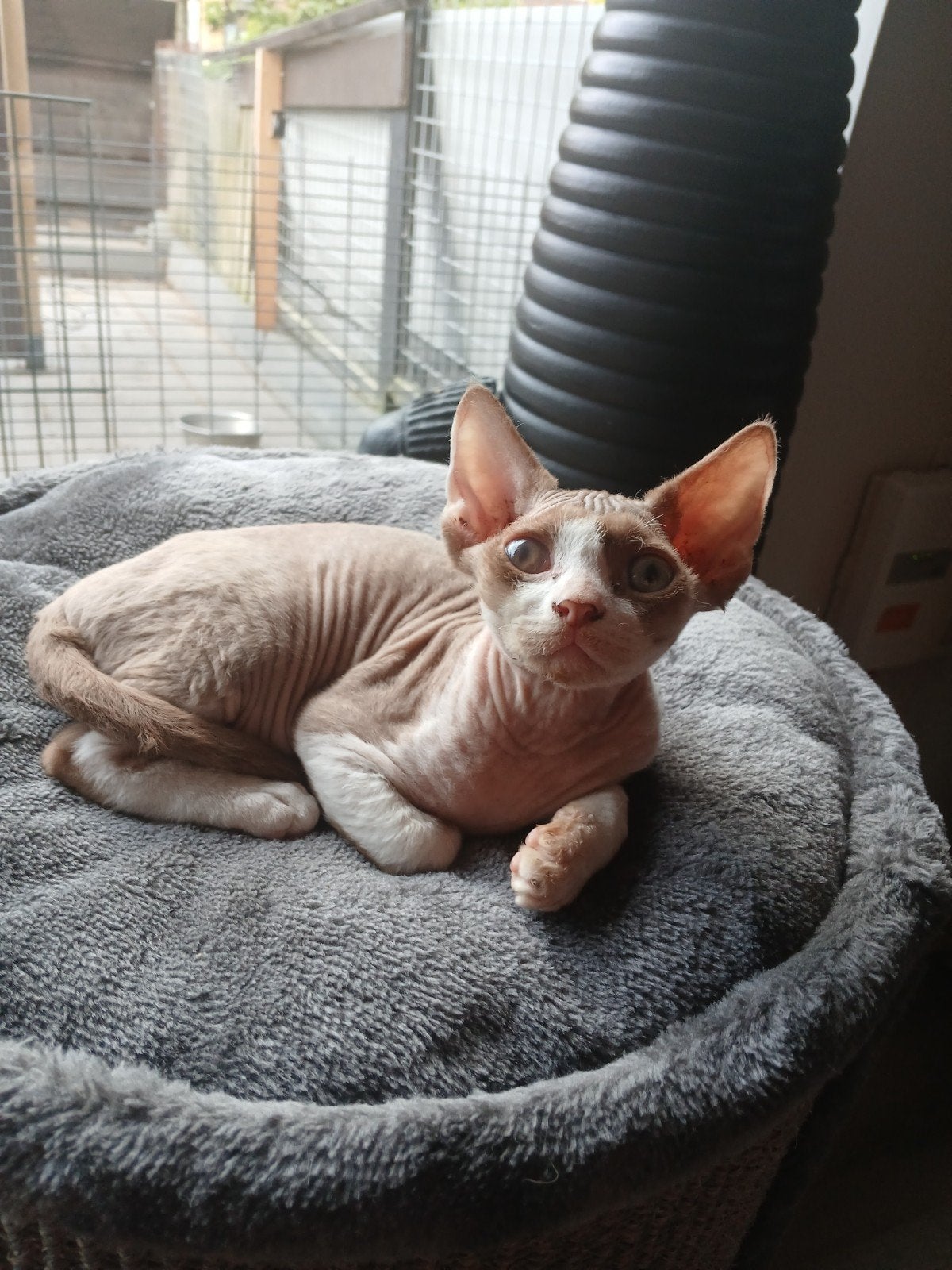 Devon Rex 🩵 Jaxx zoekt liefdevol thuis, Kater, Gechipt, 0 tot 2 jaar