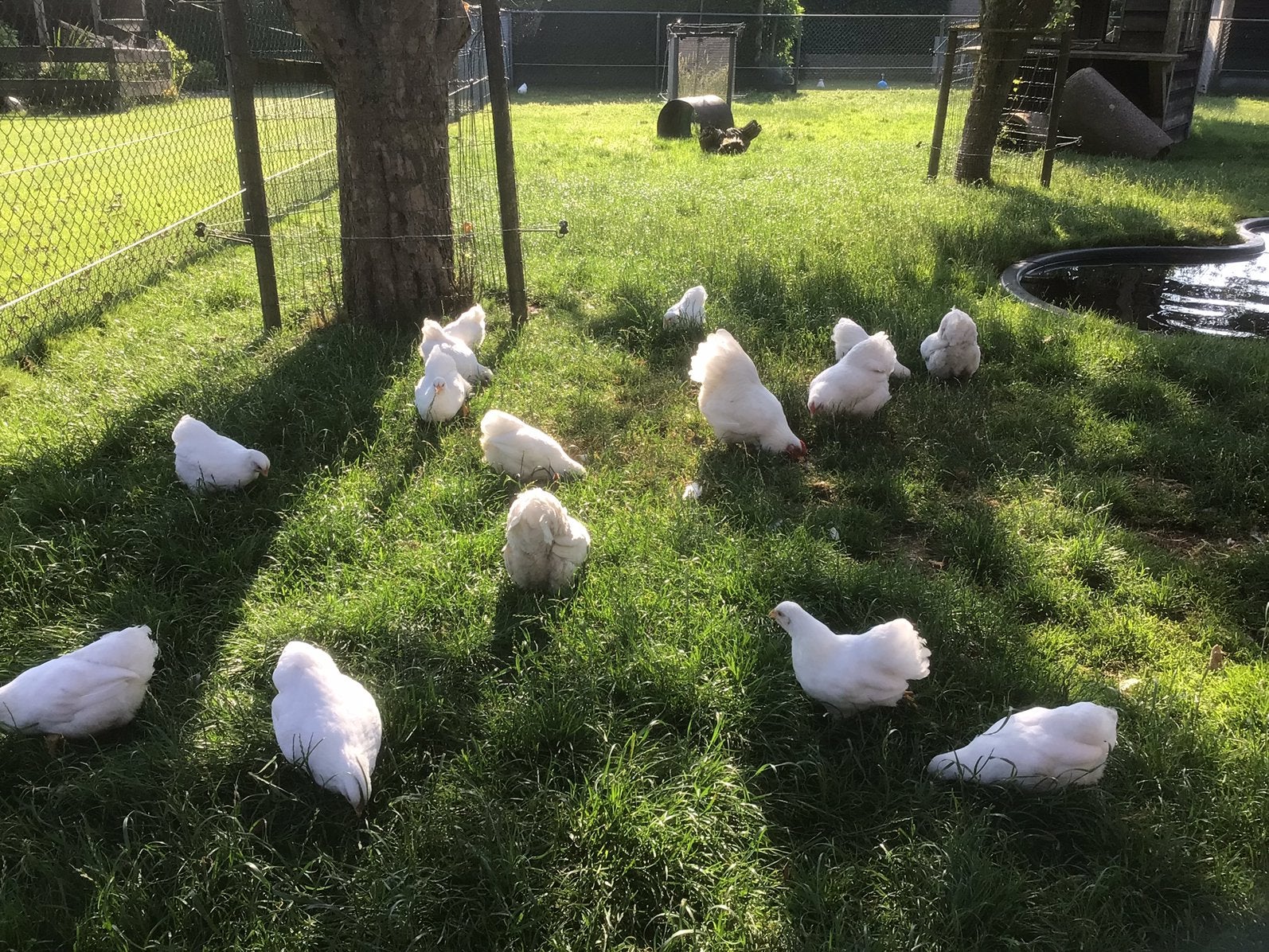 Jonge Wyandotte kriel, Dieren en Toebehoren, Pluimvee, Meerdere dieren, Kip