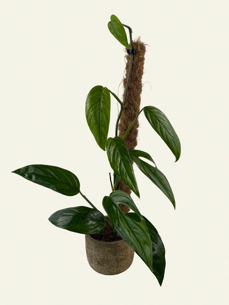 Monstera sp. Colombia, Ophalen of Verzenden, Halfschaduw, Minder dan 100 cm