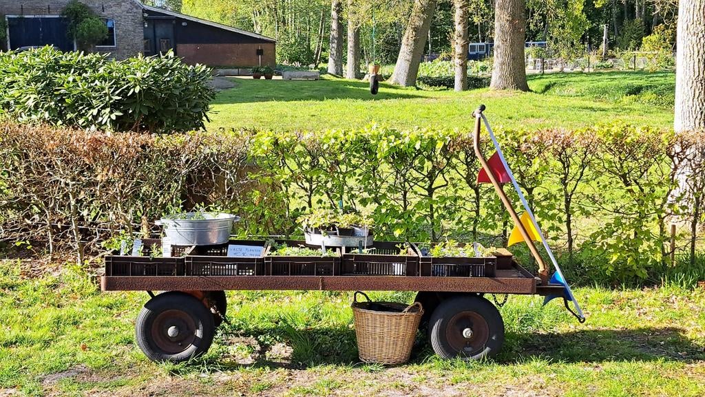 Vaste planten o.a geranium endressi, waldsteinia, vinca mino, Ophalen of Verzenden, Bodembedekkers, Halfschaduw