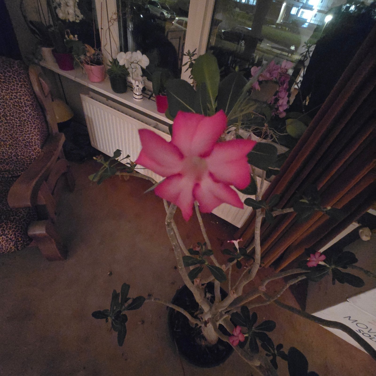 Grote Adenium Obesum (Woestijnroos) met roze bloemen, 100 tot 150 cm, Overige soorten, Ophalen of Verzenden, In pot