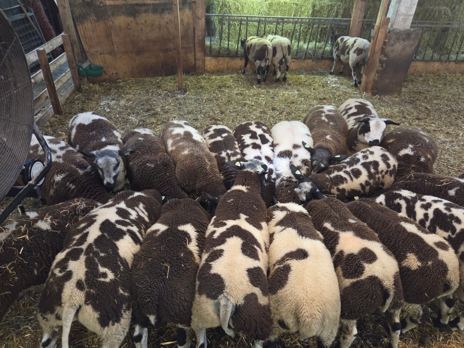 Nederlands bonte ramlammeren en ooilammeren, Dieren en Toebehoren, Vrouwelijk, Schaap
