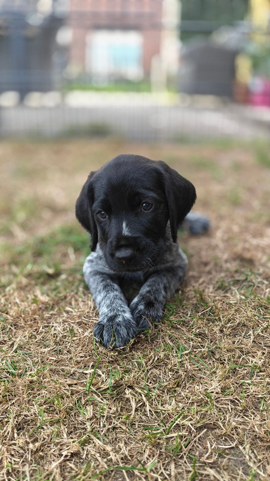 Duitse Staande x Labrador pup reu, Dieren en Toebehoren, Honden | Setters en Staande honden, Parvo, 8 tot 15 weken, Eén hond, Nederland