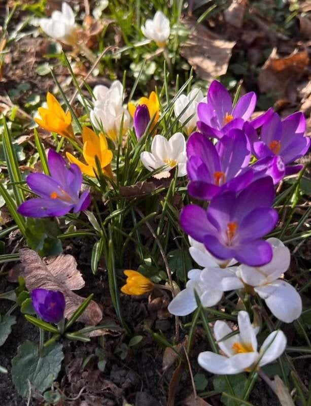 Vroege Grootbloemige Krokussen - Bijvriendelijk, Tuin en Terras, Ophalen of Verzenden, Najaar, Volle zon, Bloembol