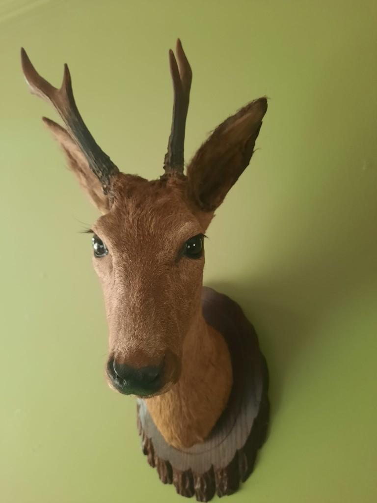 Ree opgezet kop antiek nummer 2 taxidermia, Ophalen