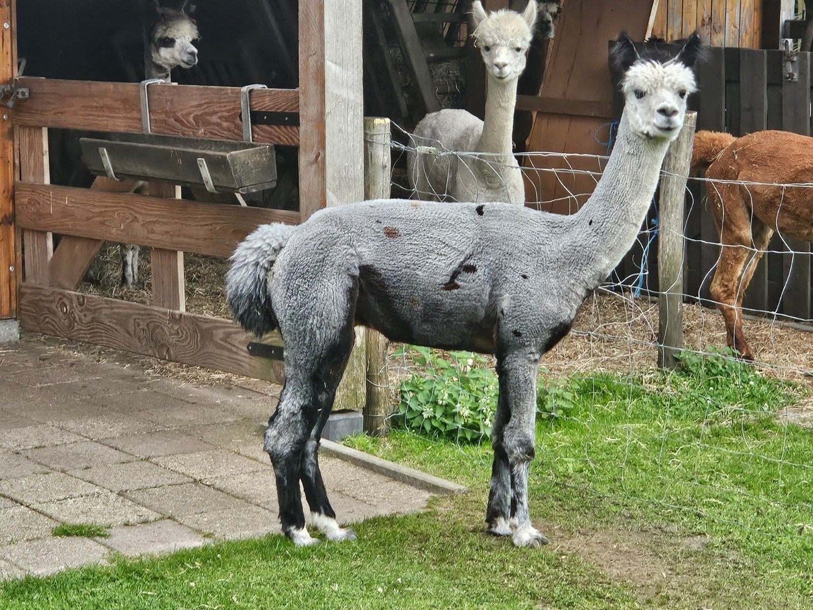 Alpaca grijze dekhengs, Dieren en Toebehoren, Overige Dieren, Juni, Mannelijk