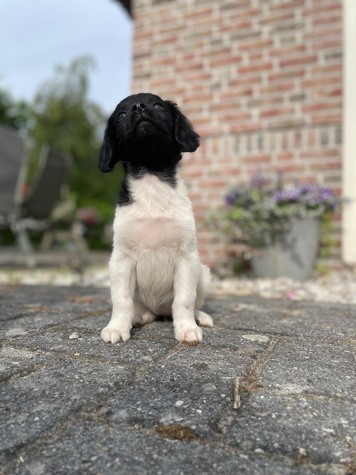 Friese Stabij pups teefje uit stamboomlijn, Nederland, Overige rassen, 8 tot 15 weken, Teef