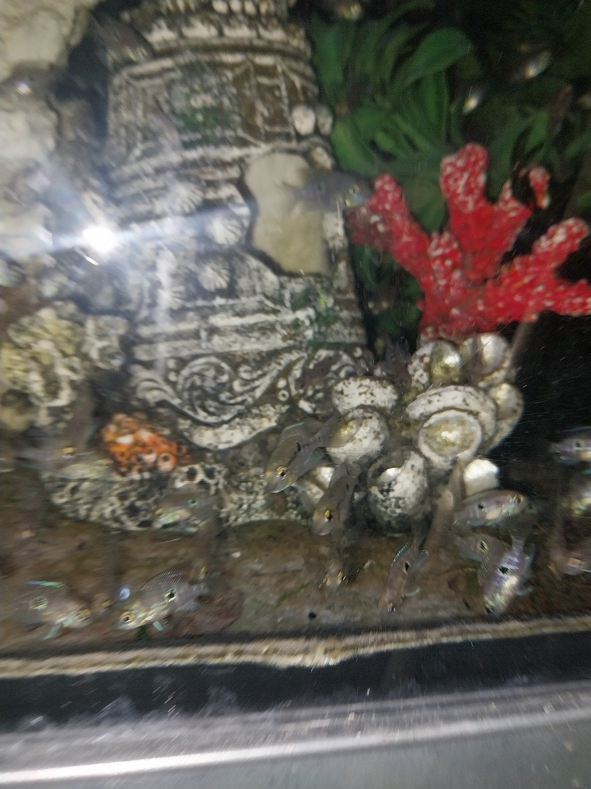 Firemouth cicliden, Dieren en Toebehoren, Vissen | Aquariumvissen, Vis