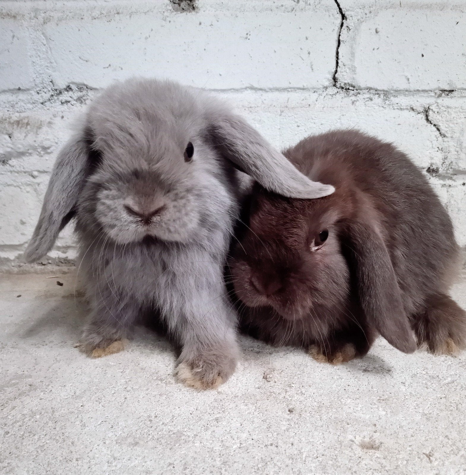 Prachtig koppeltje minilop, Dieren en Toebehoren, Konijnen, Meerdere dieren, Dwerg, Hangoor, 0 tot 2 jaar