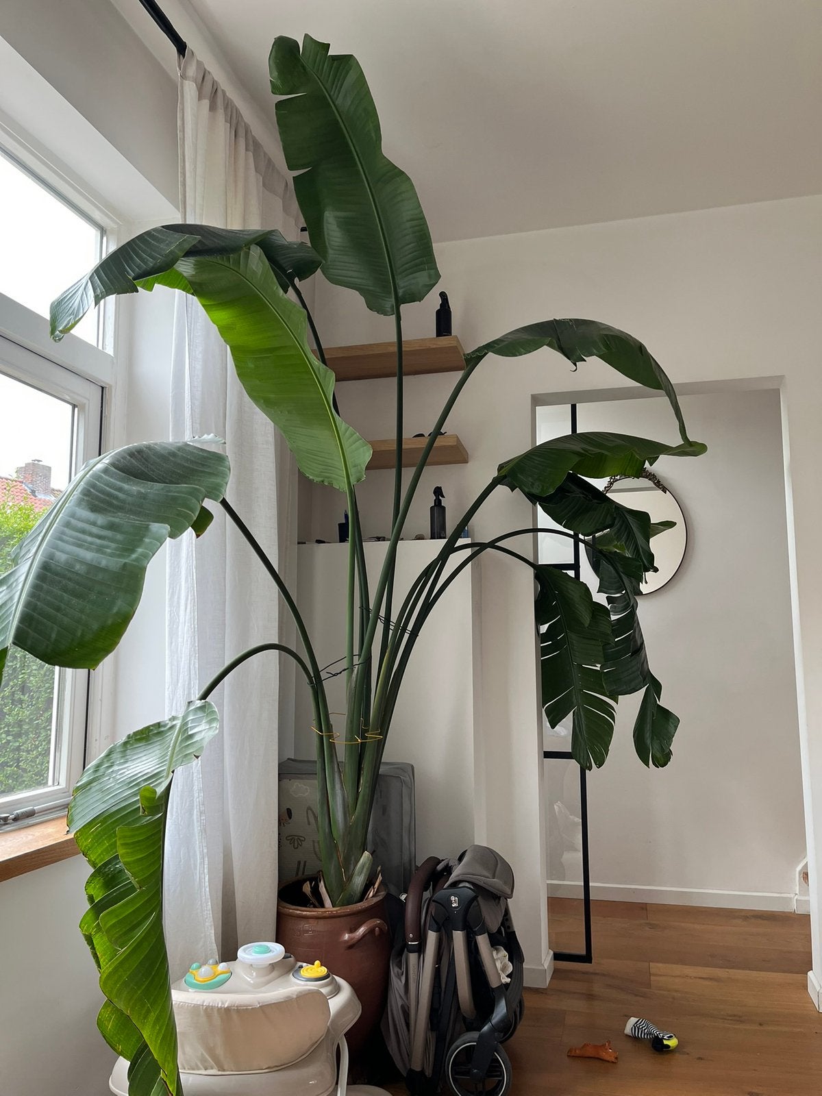 Strelitzia paradijsvogel plant + 2 meter in pot, Ophalen, In pot, Halfschaduw, 200 cm of meer