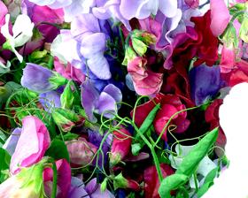 Lathyrus Summer Time mix, Ophalen of Verzenden, Voorjaar, Volle zon