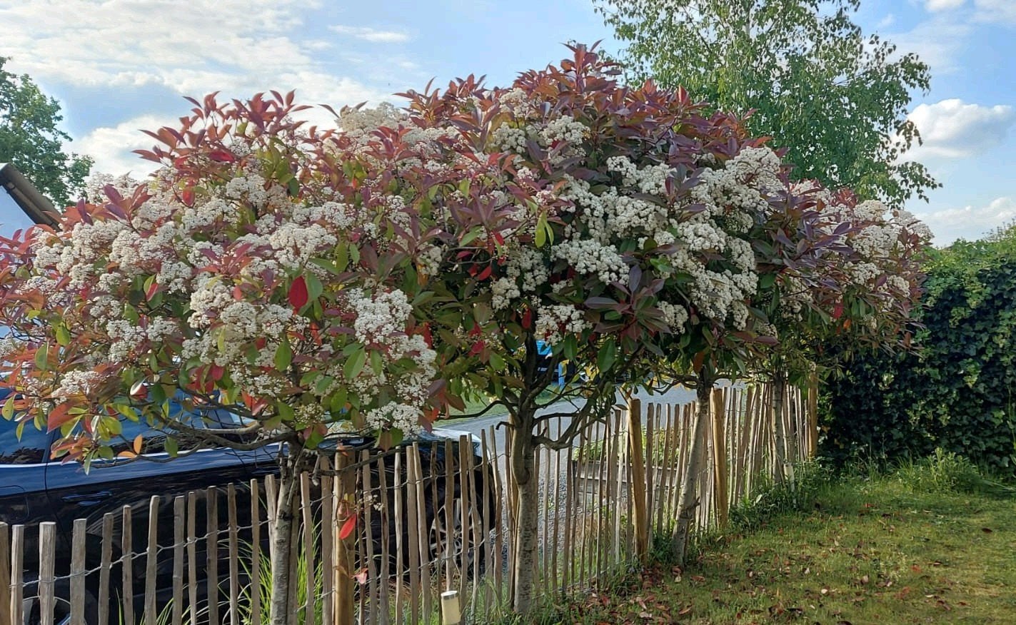 4x Glansmispel 'Red Robin' -, Ophalen, Overige soorten, 100 tot 250 cm