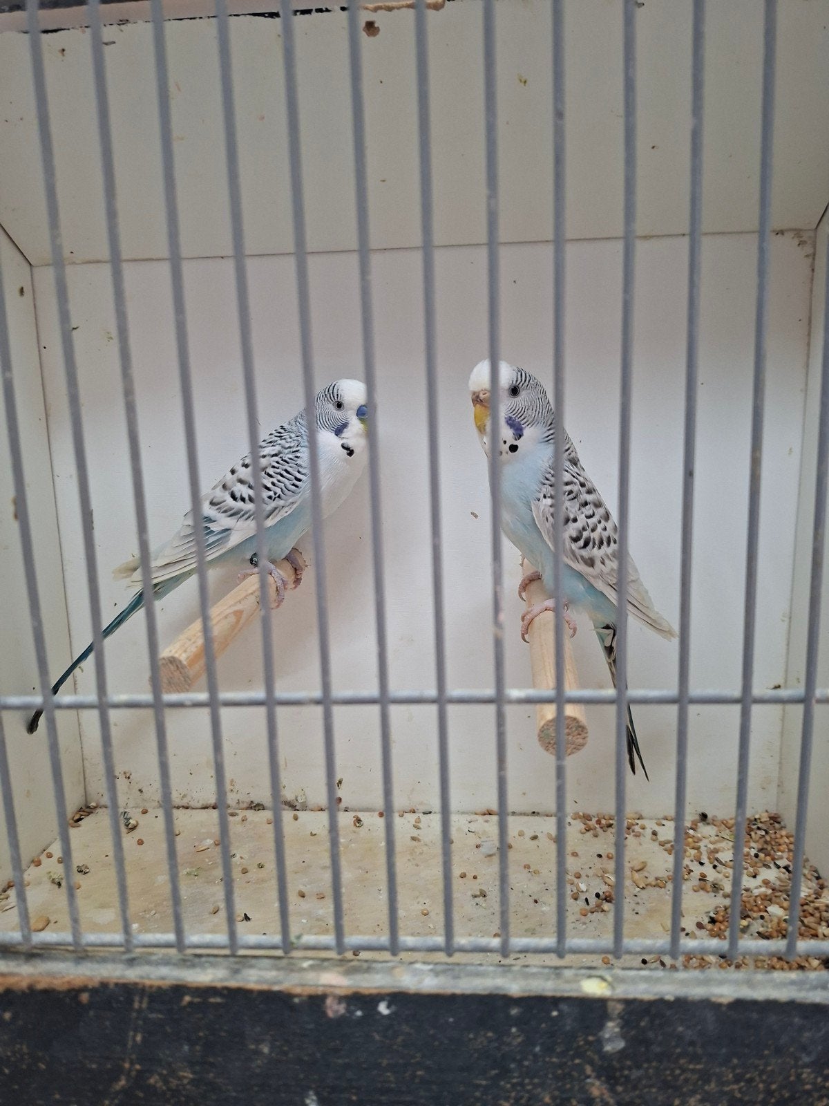 2 koppels mooie parkieten