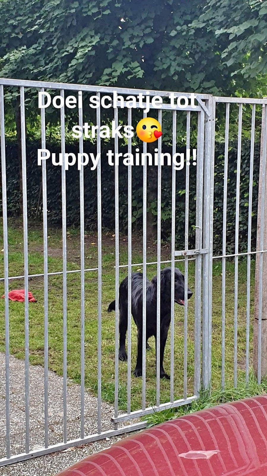 Hondenren/Hondenkennel vaste prijs € 400, Dieren en Toebehoren, Ophalen, Gebruikt, 110 cm of meer, 100 cm of meer