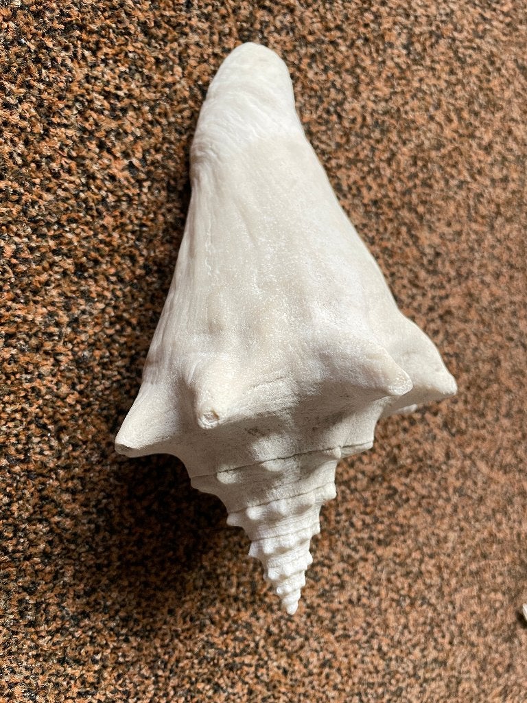 3 schelpen Strombus, Ophalen of Verzenden, Schelp(en)