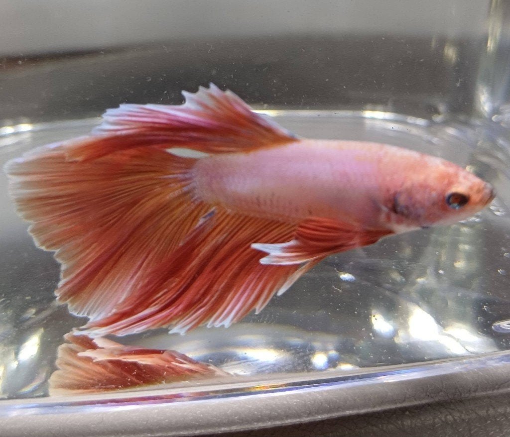 Hobbyaquarium Betta SP Super Delta XL Male / Siamese Kempvis, Vis, Zoetwatervis, Schoolvis