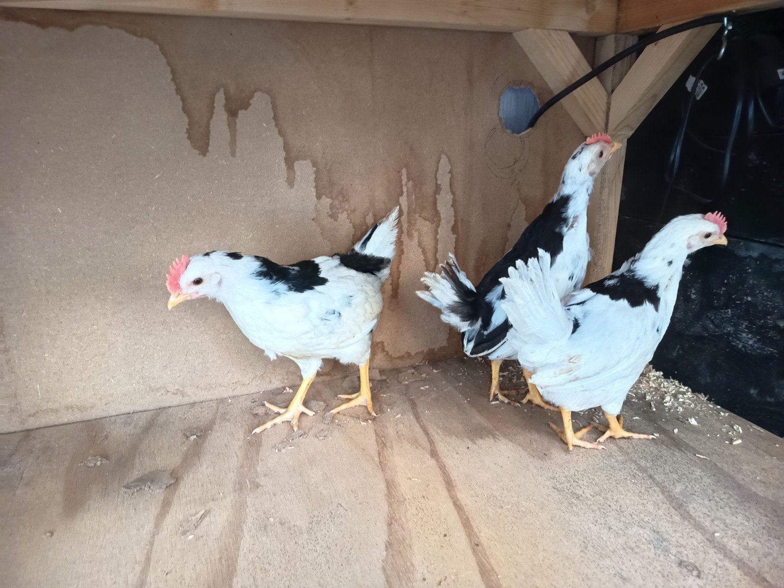 Bonte Leghorn haan, Dieren en Toebehoren, Pluimvee, Mannelijk, Kip