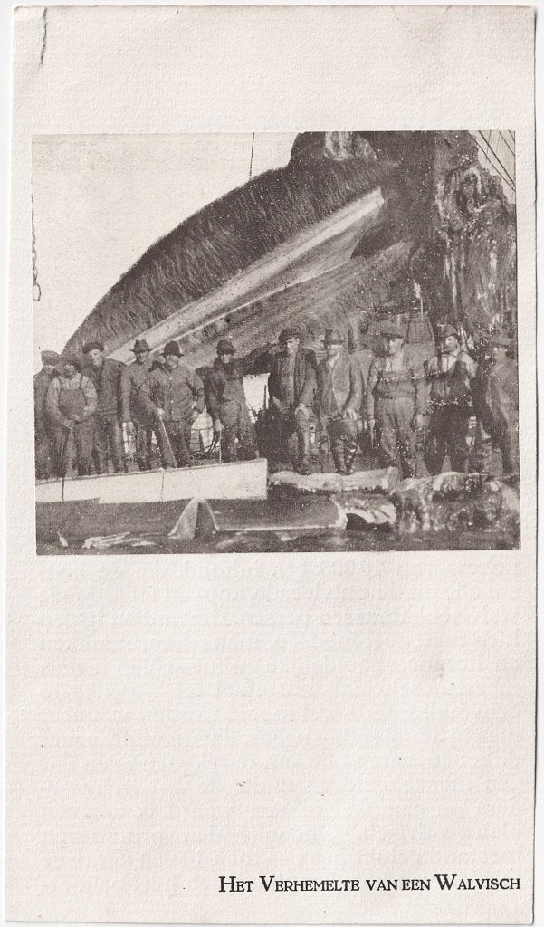 Knipsel / Prent - Walvis 3 - Walvisvaart Walvisjacht Jacht, Ophalen of Verzenden, Voor 1920, Overige thema's