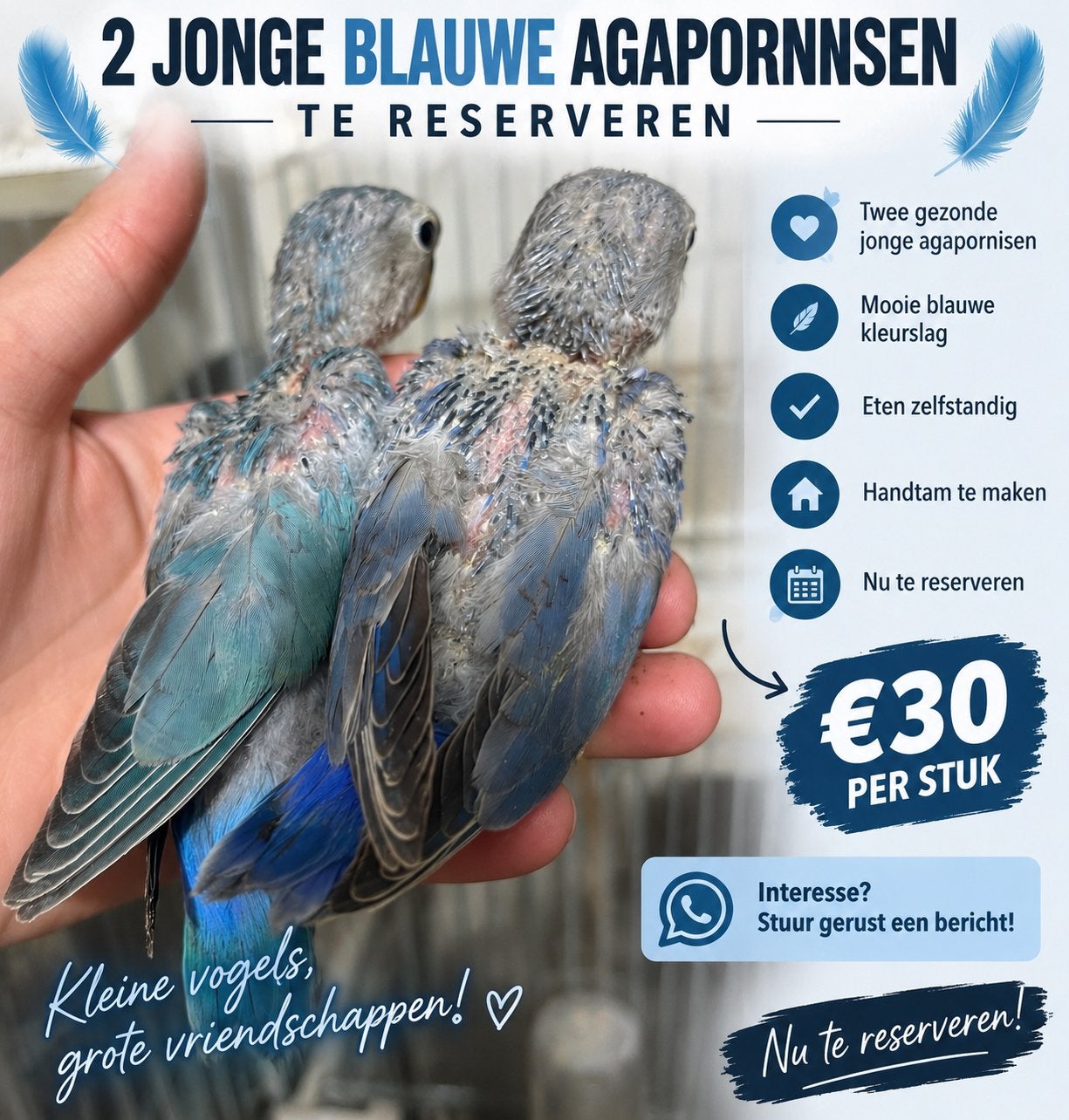 HandTamme Agapornis Blauw te Reseveren Geringd., Dieren en Toebehoren, Geslacht onbekend, Dwergpapegaai of Agapornis, Geringd