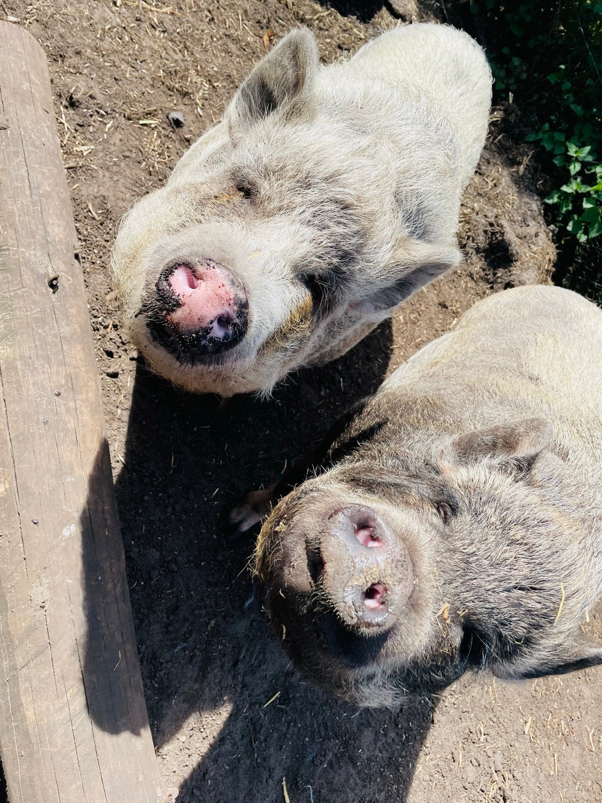 Varkentjes te koop, Dieren en Toebehoren, Schapen, Geiten en Varkens, Vrouwelijk, Varken, 3 tot 5 jaar