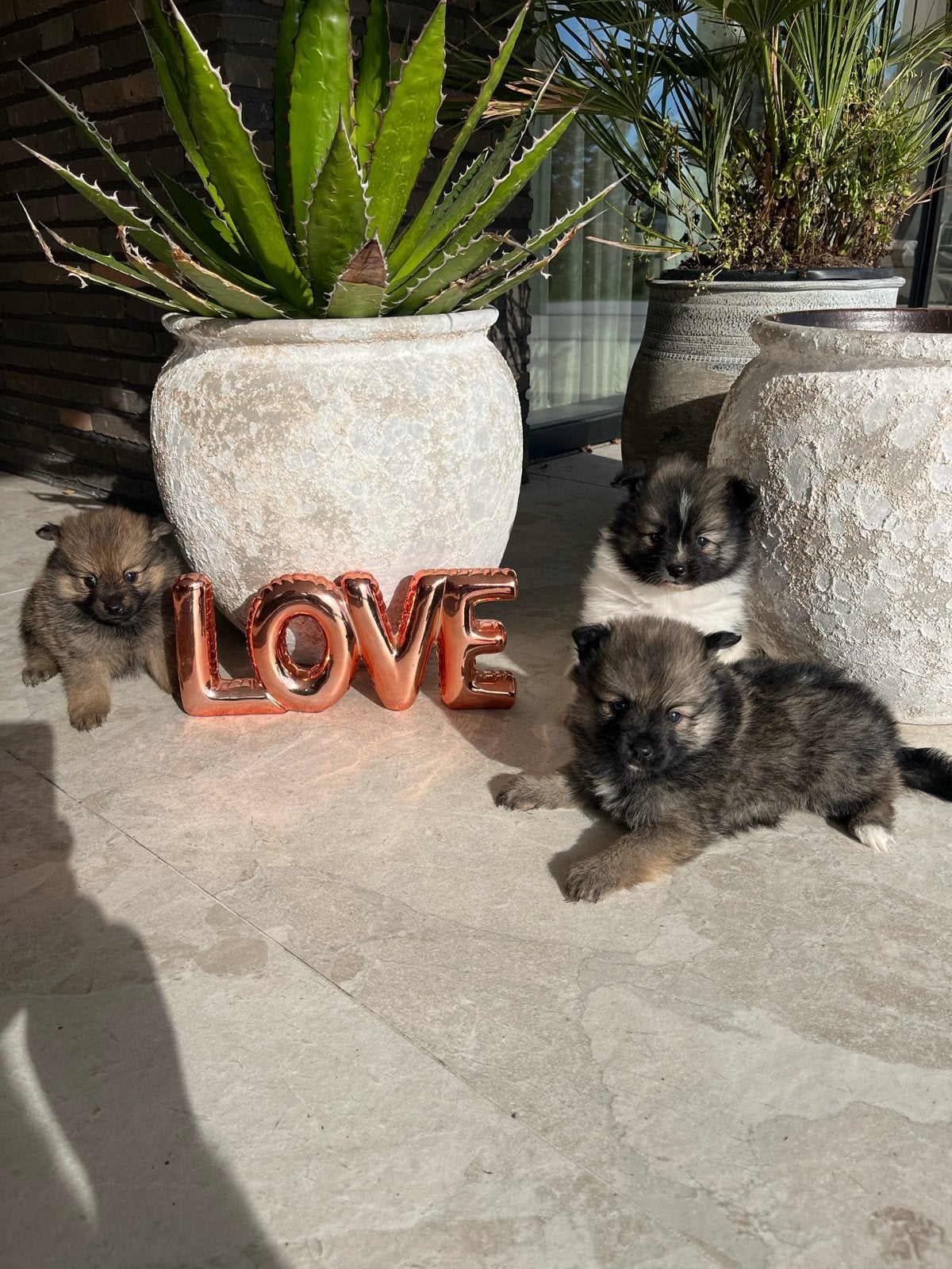 Pomeriaan/dwergkees pups🩷, CDV (hondenziekte), 8 tot 15 weken, Meerdere, Meerdere dieren