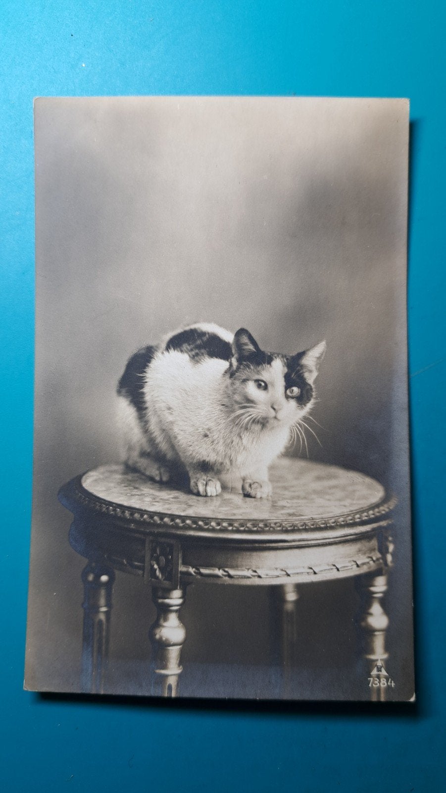 kat poes op antiek tafeltje 1916, Ophalen of Verzenden, Voor 1920, Gelopen, Hond of Kat