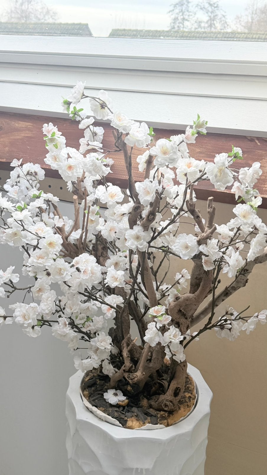 Bloesemboom, Ophalen, Volle zon, Overige soorten