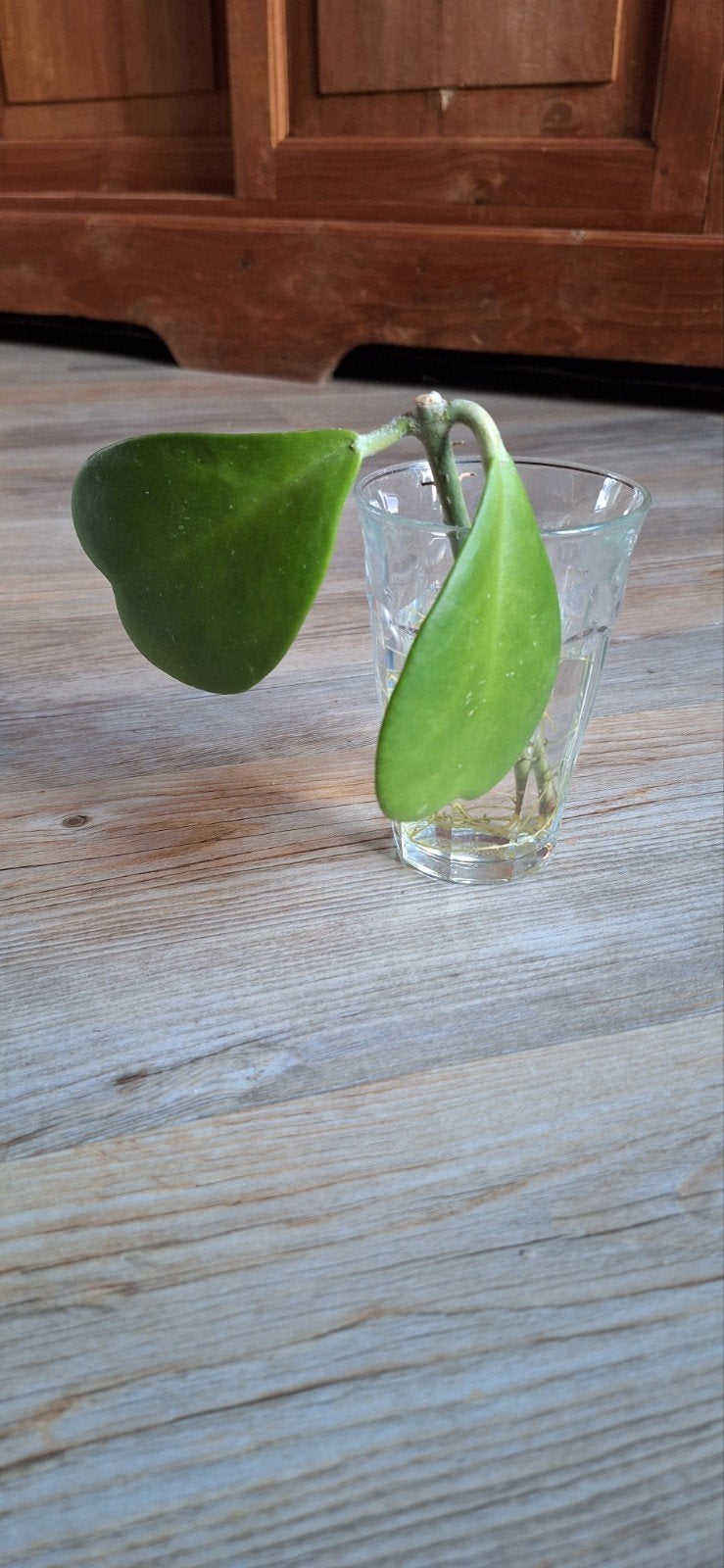 Goed aangeslagen Hoya Kerrii wasbloem hartjesplant, Ophalen of Verzenden, Halfschaduw, Minder dan 100 cm