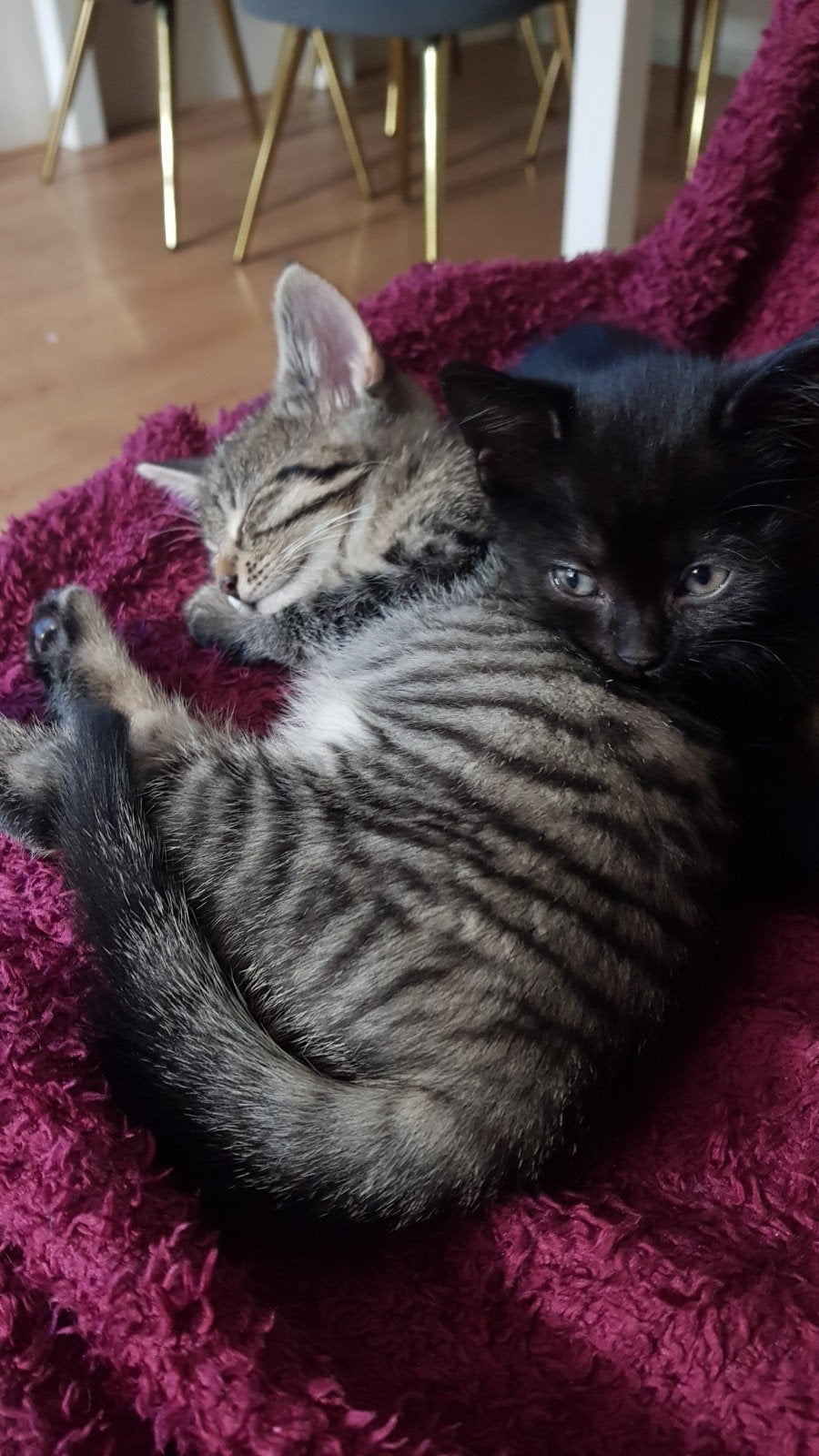 supper lieve kitten 14 augustus, Kater, Kortharig, 0 tot 2 jaar