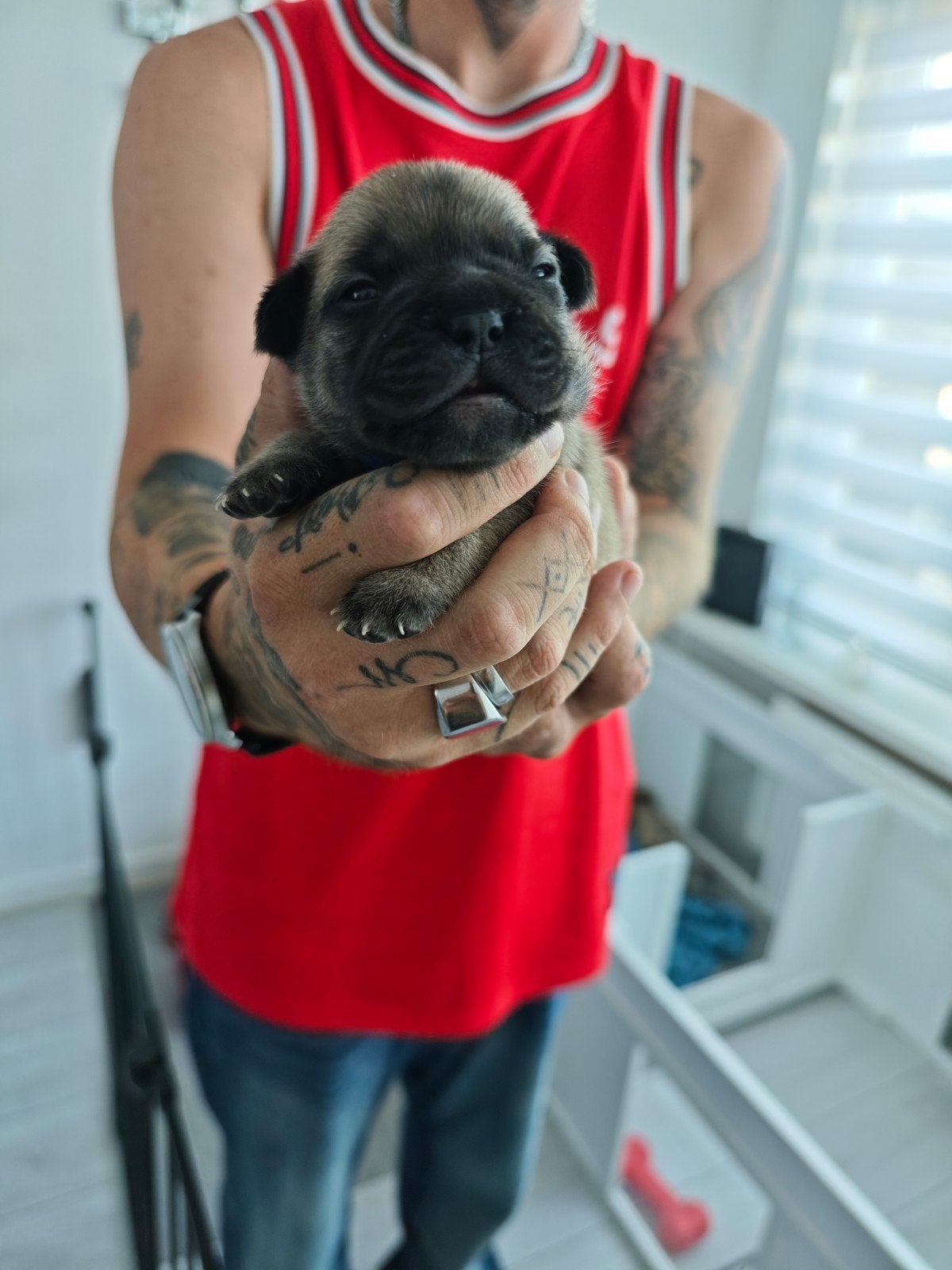 Franse bulldog pups te koop, Ophalen, Nieuw, Hondentrui