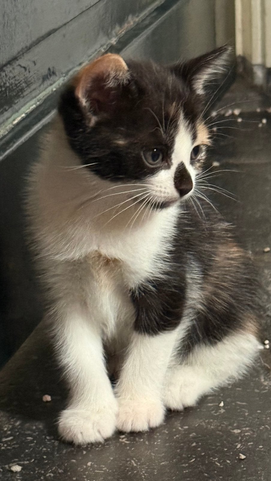 Boerderijkittens supertam en zindelijk, Dieren en Toebehoren, Meerdere dieren, Ontwormd, 0 tot 2 jaar