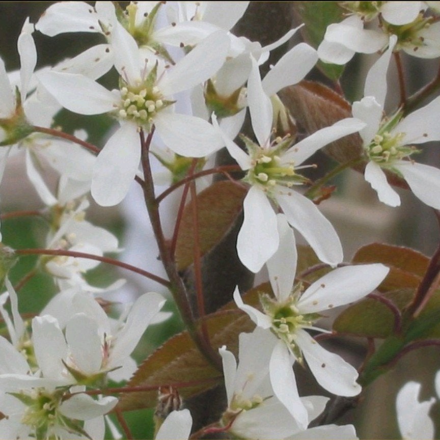 Krentenboom 'Amelanchier Lamarckii' | Groot formaat OP = OP, Overige soorten, Lente, 400 cm of meer, Ophalen