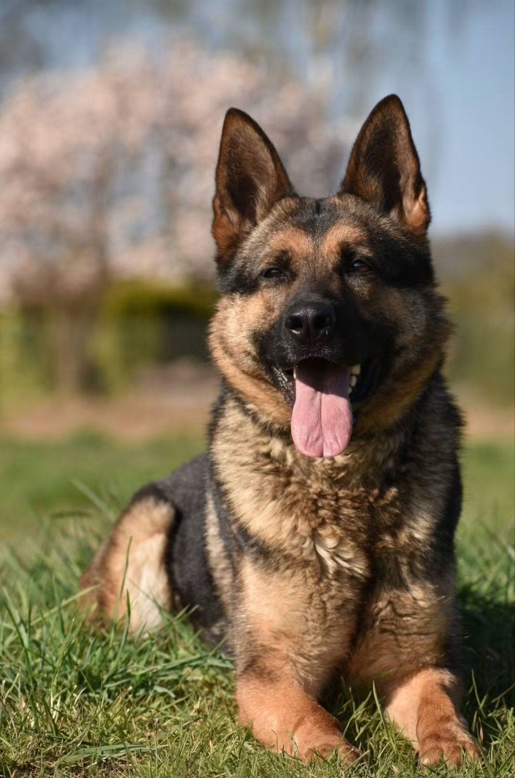 erf gezocht voor gepensioneerde diensthond, 6 jaar of ouder, Teef, Eén hond, Herder
