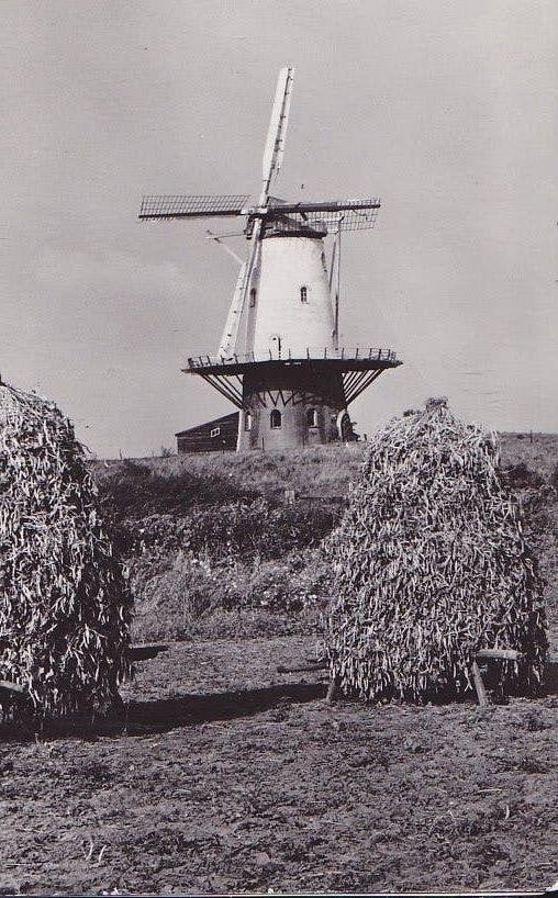 Veere. Molen., Ophalen of Verzenden, 1960 tot 1980, Ongelopen, Zeeland