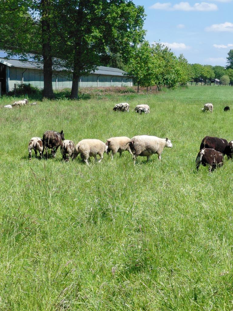 Texelaar ramlammeren te koop, Dieren en Toebehoren, Mannelijk, Schaap