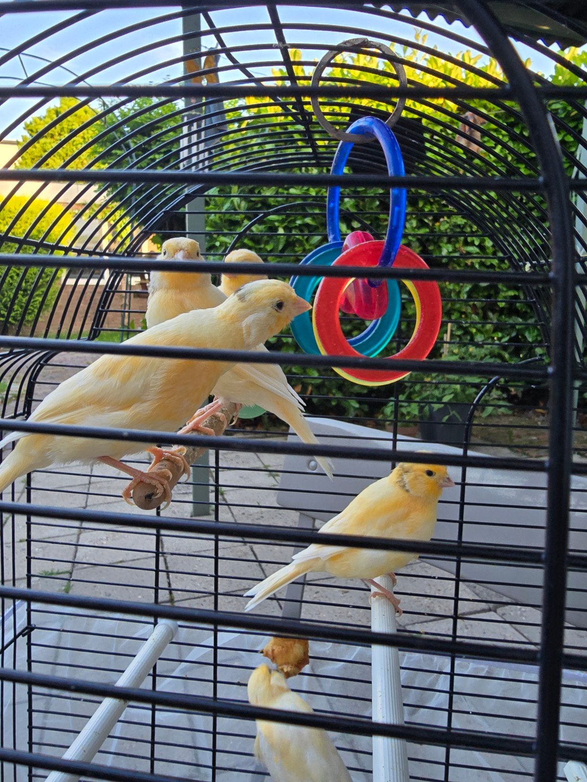 Kanaries 3 maanden oud, Dieren en Toebehoren, Vogels | Kanaries, Meerdere dieren, Kleurkanarie