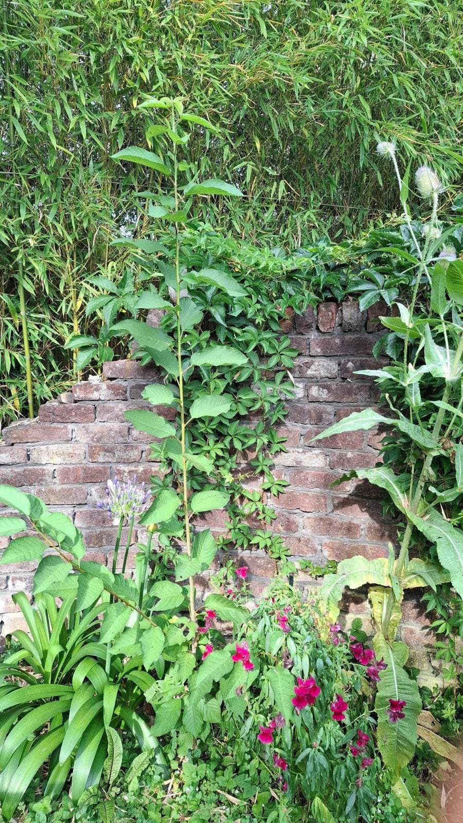 Vogelkers (Europese soort) boompje 170 cm hoog, Ophalen, Lente, Halfschaduw, 100 tot 250 cm
