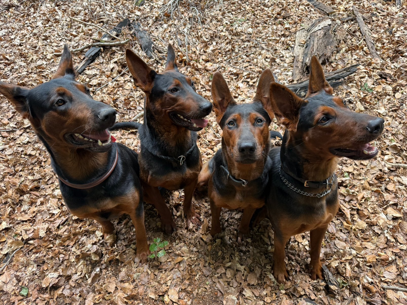 Laizhou hong puppies, Dieren en Toebehoren, Particulier, 15 weken tot 1 jaar, Overige rassen, Buitenland