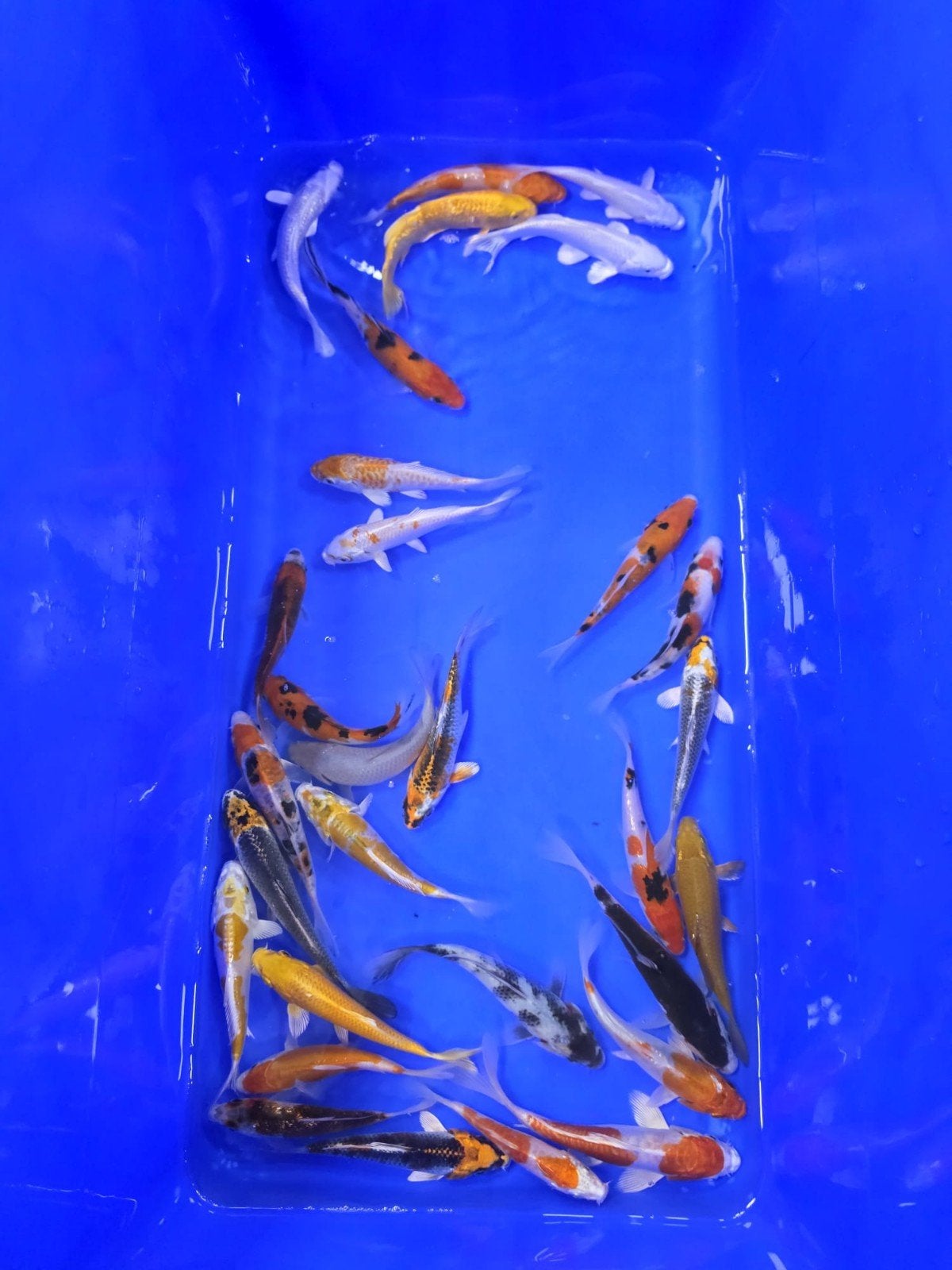 Israel Koi 12-15cm, Karper of Koi