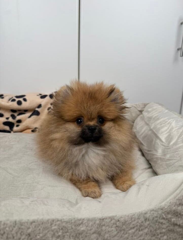 Pomeranian / Dwergkees pup – Tricolor, Dieren en Toebehoren, Ophalen of Verzenden