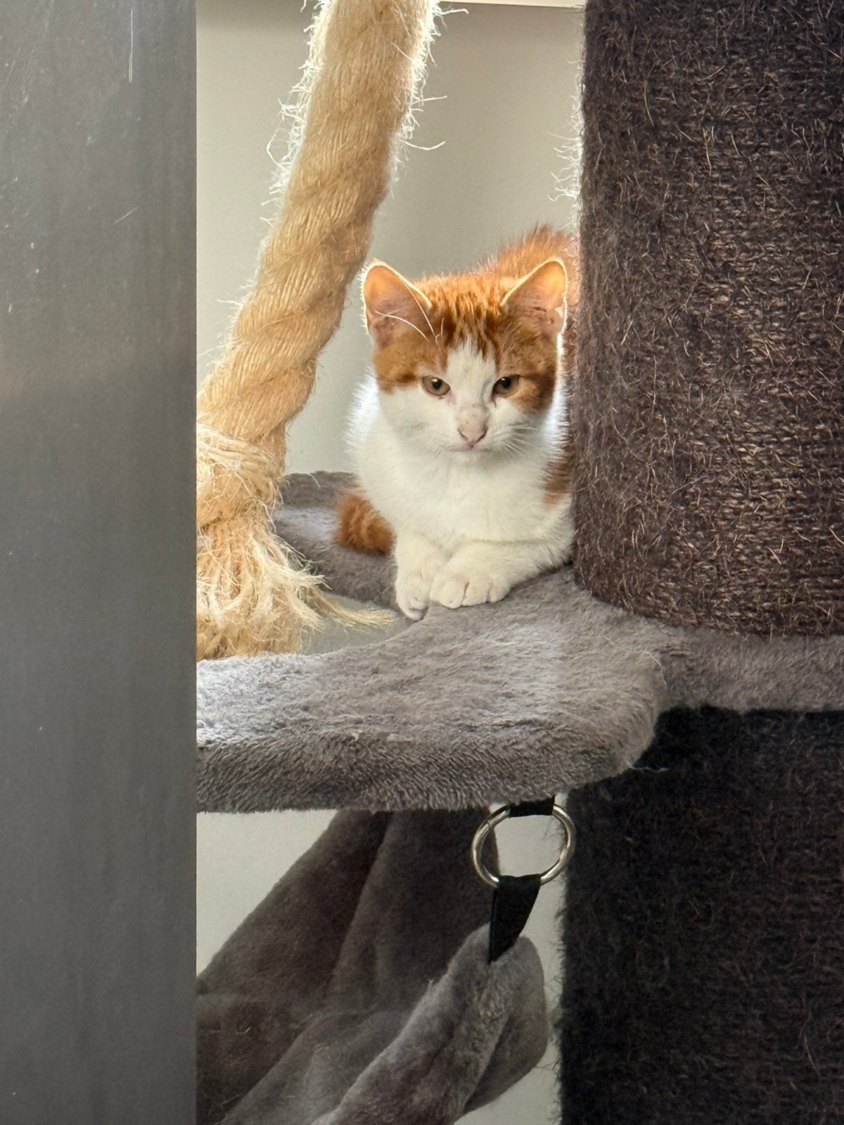 Boerderijkitten, kitten kater rood te koop., Meerdere dieren, Kortharig, 0 tot 2 jaar
