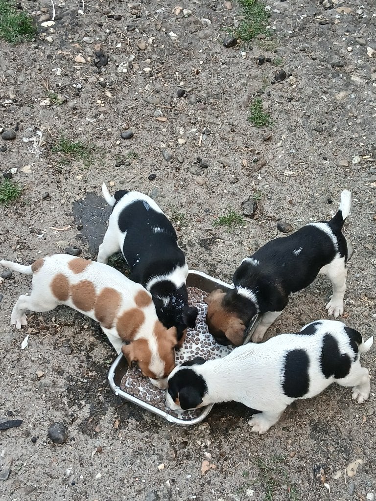 Mooi lieve boerenfox puppies/ pups, Dieren en Toebehoren, Honden | Niet-rashonden, Reu, CDV (hondenziekte), 8 tot 15 weken, Meerdere